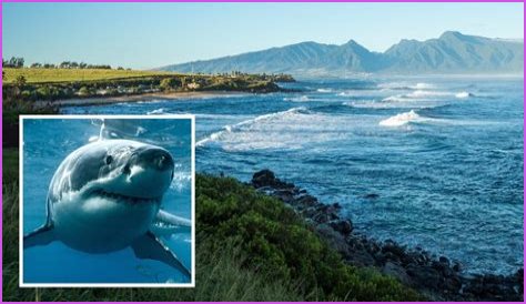 Haiku man dies after shark encounter at Paia Bay | News, Sports, Jobs