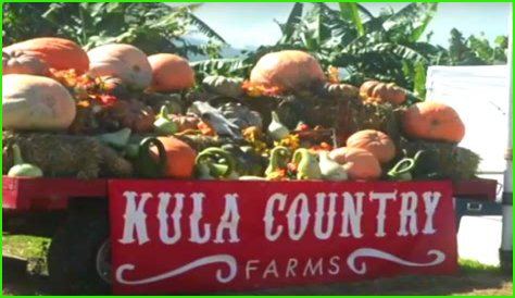 Kula Country prepares for pumpkin season | News, Sports, Jobs